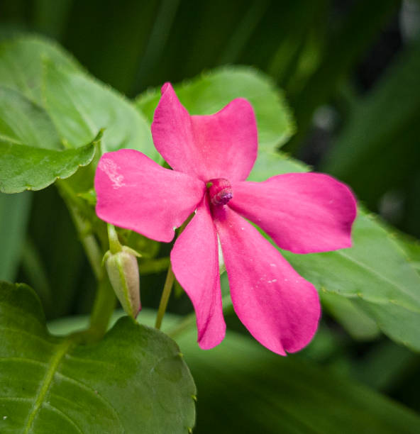 istock Pink water girlfriend plant 1398729504