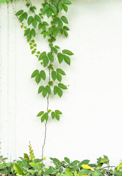 istock ivy leaves isolated on white 1398729514