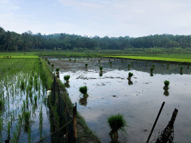 Green rice field in countryside of indonesian stock photo