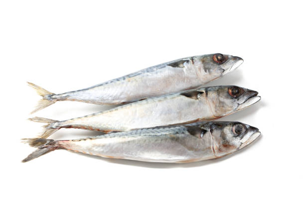 istock Atlantic mackerel fish isolated on a white background 1398729597