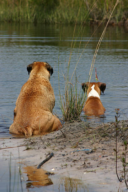 Cooling Off stock photo