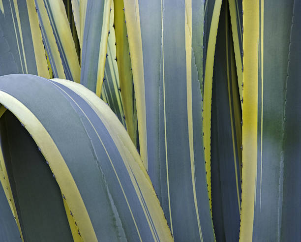 자이언트 복합색 식물 용설란 스톡 사진