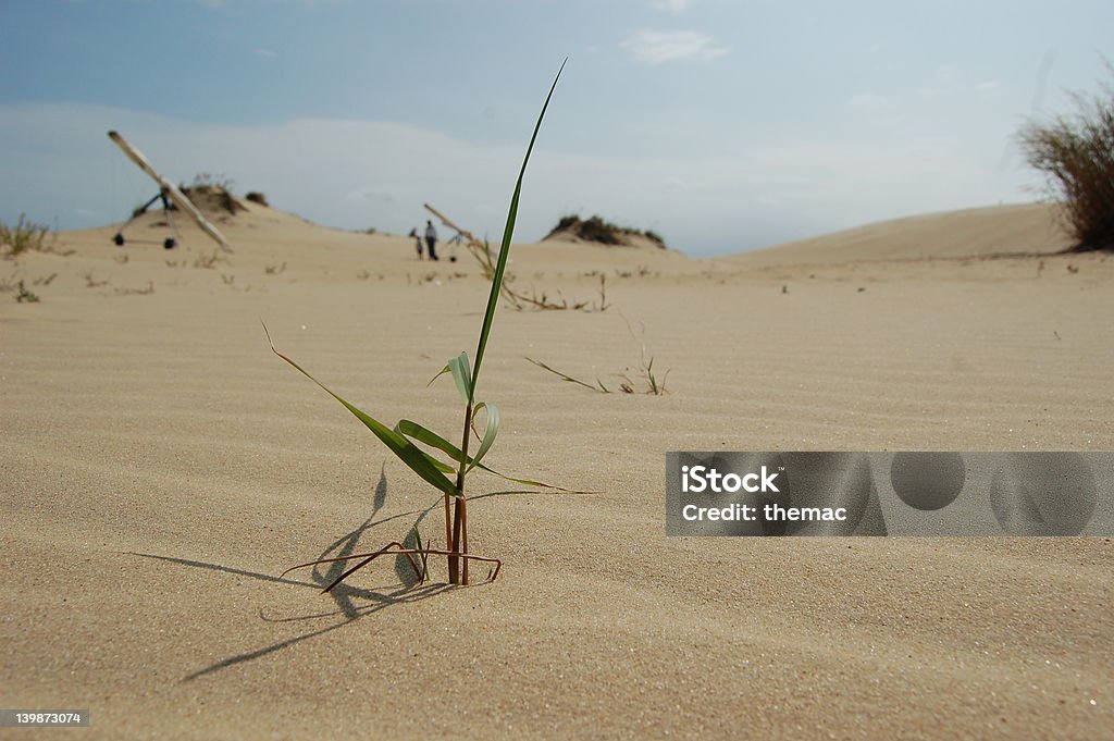 Dunes de sable - Photo de Animaux à l'état sauvage libre de droits