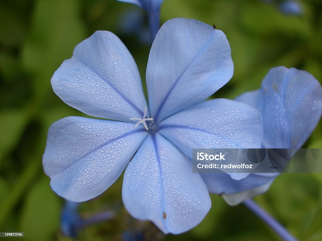 Azul Plumbago - Foto de stock de Azul libre de derechos