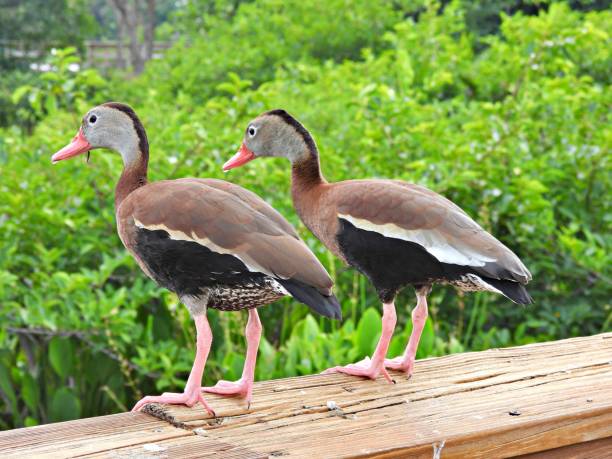 istock Black-bellied Whistling Ducks (Dendrocygna autumnalis) resting on a wood railing 1398731951