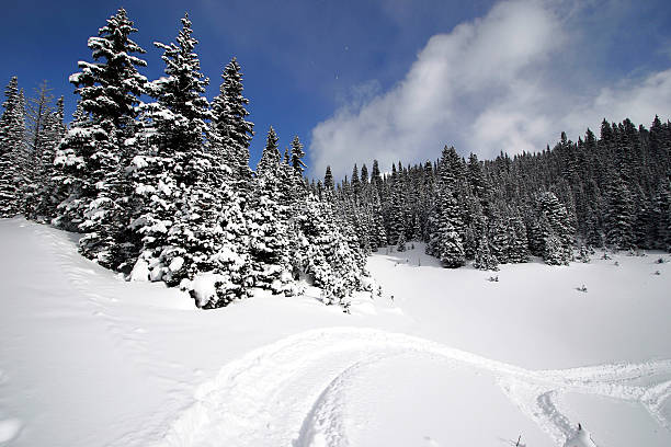 Snowy Alpine Forest stock photo