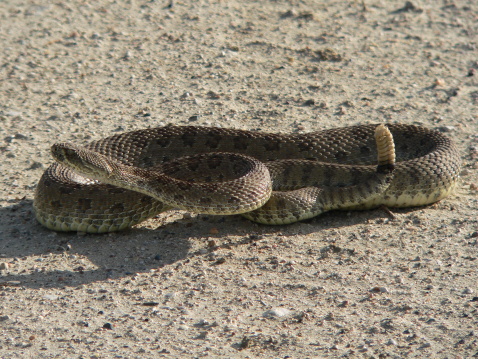 This is a Prairie Rattle snake , enjoying the heat from the gravel/sand road.