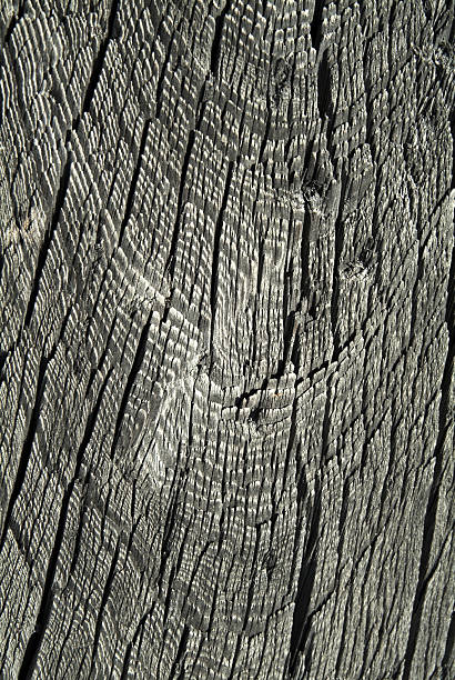 Textura de madera - foto de stock