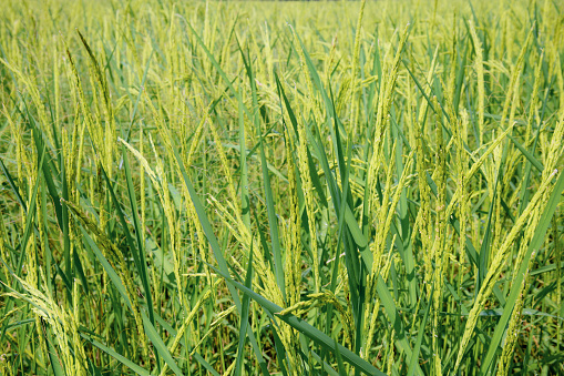 Rice are growing in fields with green background.