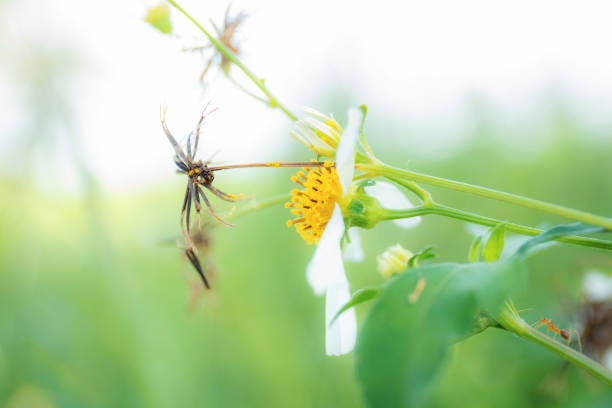 White flower in field with nature background.