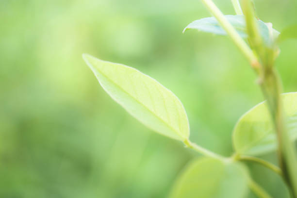Young leaves of plants in the field with green background.