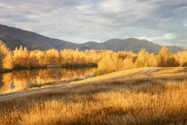 It is autumn and the first rays of sun fall on the golden trees and grasses around the Kellands Ponds, near Twizel on the South Island of New Zealand