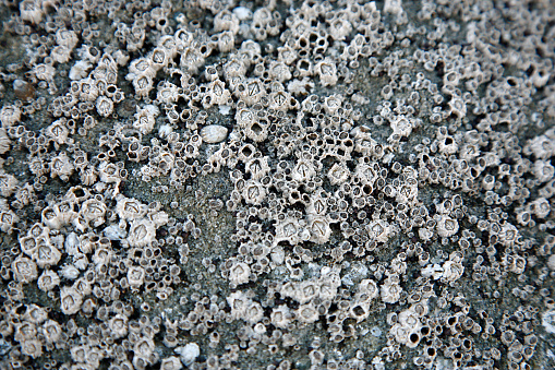 Textura de moluscos photo