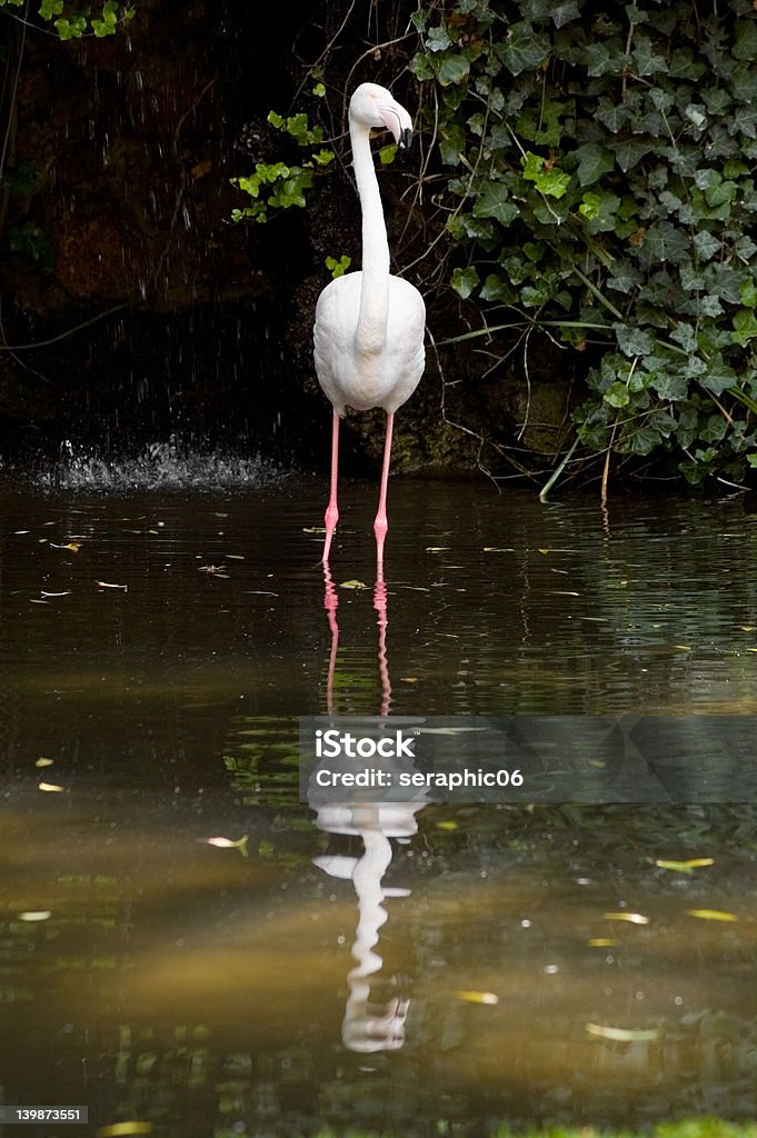 Flamingo reflexão - Royalty-free Animal Foto de stock