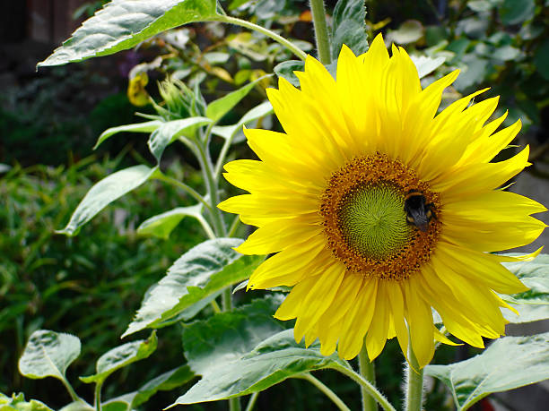 Sunflower with Bumblebee stock photo