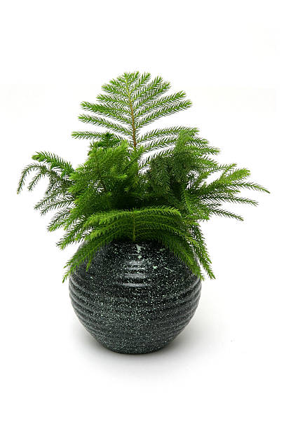 Pine in vase stock photo