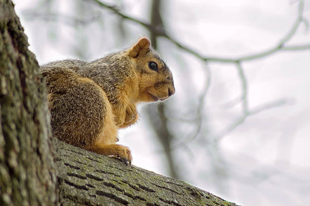 Squirrel sat in a tree #2 stock photo