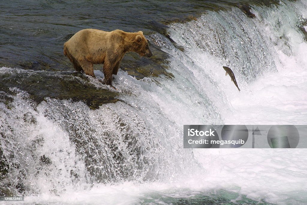 Young Brown Bear Angeln - Lizenzfrei Alaska - US-Bundesstaat Stock-Foto