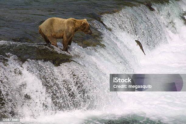 Young Brown Bear Angeln Stockfoto und mehr Bilder von Alaska - US-Bundesstaat - Alaska - US-Bundesstaat, Bach, Braun