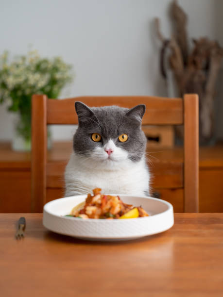 istock British Shorthair cat sitting at the dining table and eating 1398738847