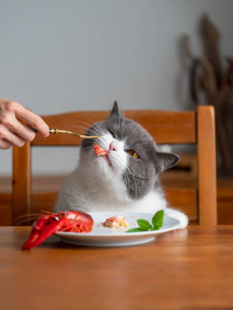 istock British Shorthair cat sitting at the dining table and eating 1398738891