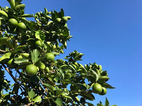 Tahiti lemon branches with growing fruits under the blue sky in the morning.