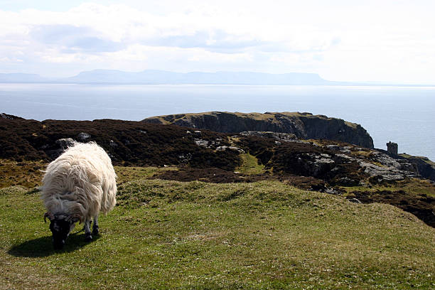 schafe auf slieve league - sligo stock-fotos und bilder