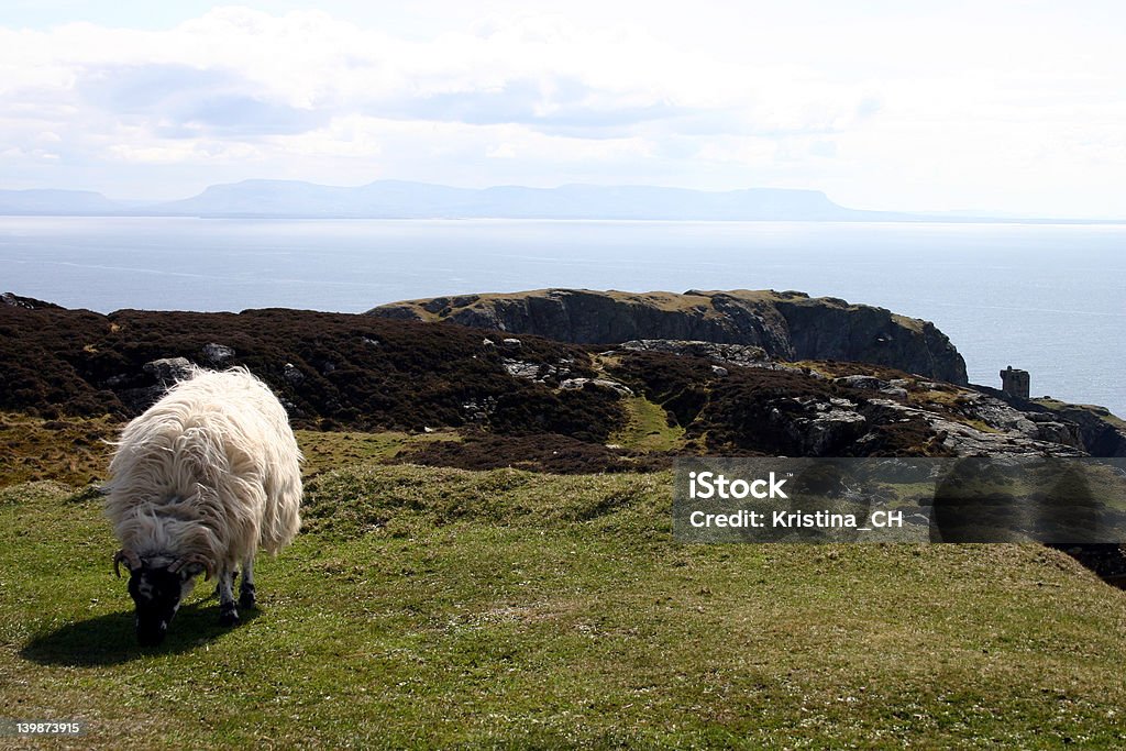 Moutons à Slieve League - Photo de Sligo libre de droits