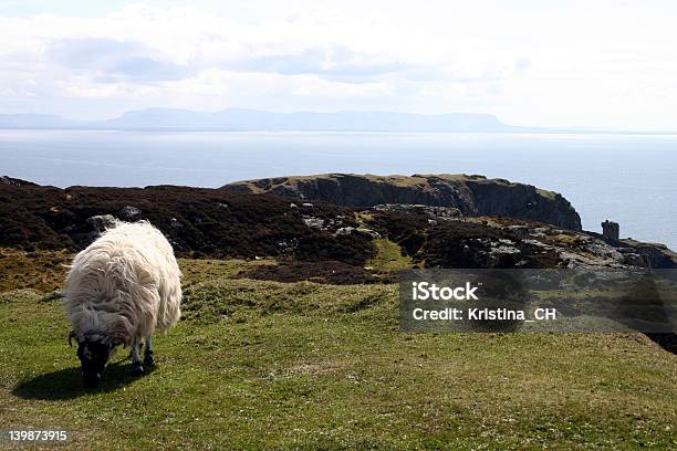 Photo libre de droit de Moutons À Slieve League banque d'images et plus d'images libres de droit de Sligo - Sligo, Mouton, Comté de Kerry