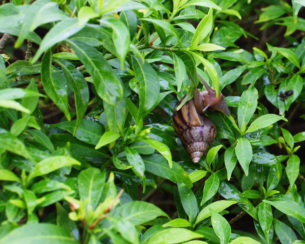 istock Snail Muller gliding on the wet leaves. 1398739232