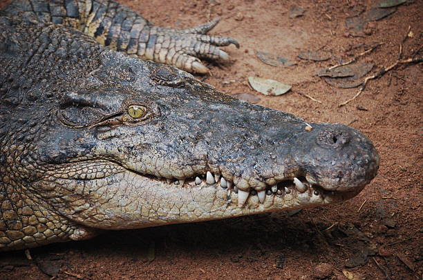 Mr Crocodile stock photo