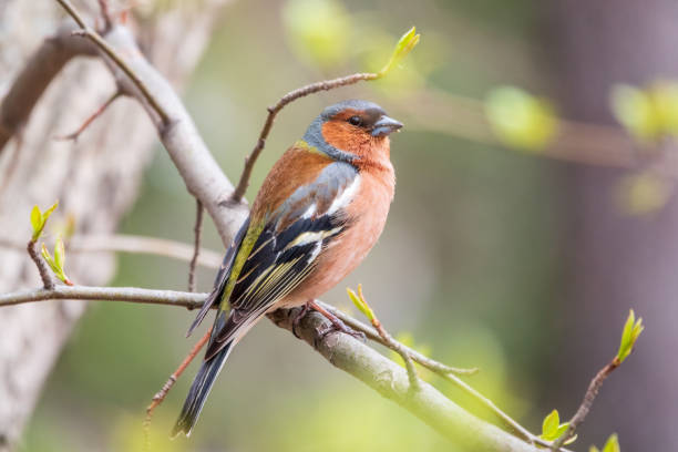 istock Common chaffinch, Fringilla coelebs, sits on a tree. Common chaffinch in wildlife. 1398739276