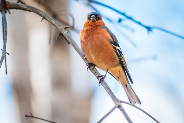istock Common chaffinch, Fringilla coelebs, sits on a tree. Common chaffinch in wildlife. 1398739320