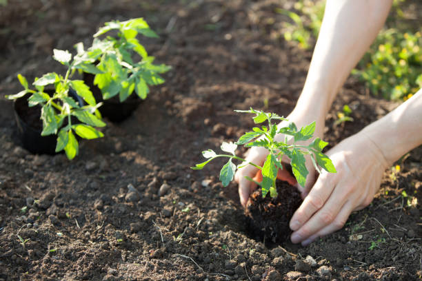 mains plantant des plants de tomates sur le sol - food and drink human hand tomato tomato plant photos et images de collection