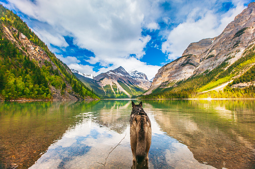 Wolf looking out into a picturesque valley landscape reflected on a still mirrored lake