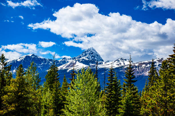 istock Snow capped mountain range with bright green pine trees in foreground on a sunny day 1398740879