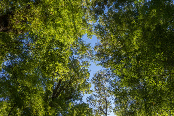 istock beech forest along keplar track towering overhead, skyward 1398740944