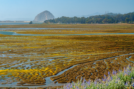 Mudflats during low tide, fragile area in Morro Bay, California Central Coast