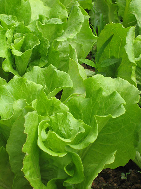 fresh lettuce stock photo