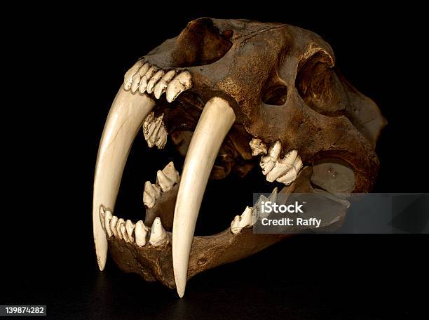Sabretigre - Fotografias de stock e mais imagens de Animal - Animal, Arcaico, Arqueologia