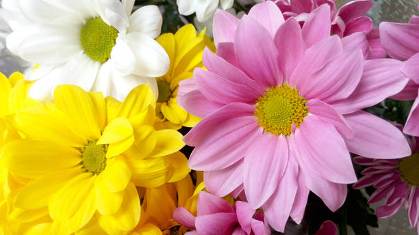 The flowers are purple and yellow white close-up stock photo