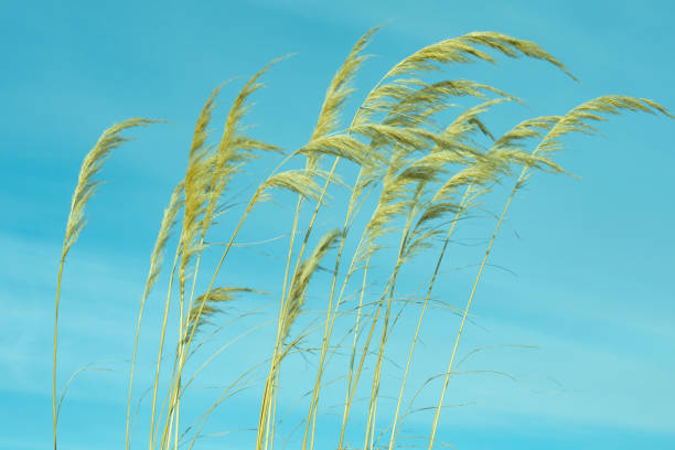 istock Toe toe or pampas grass seed-heads blowing in breeze 1398743650