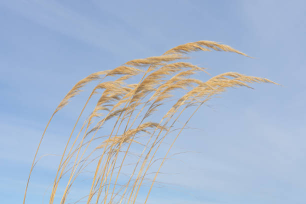 istock Toe toe or pampas grass seed-heads blowing in breeze 1398743672
