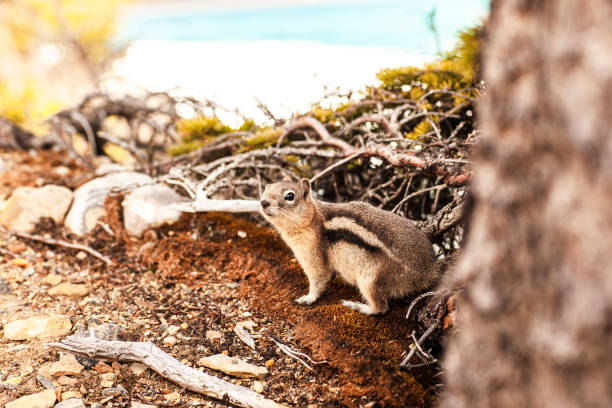 A little squirrel popping its head out from behind a tree