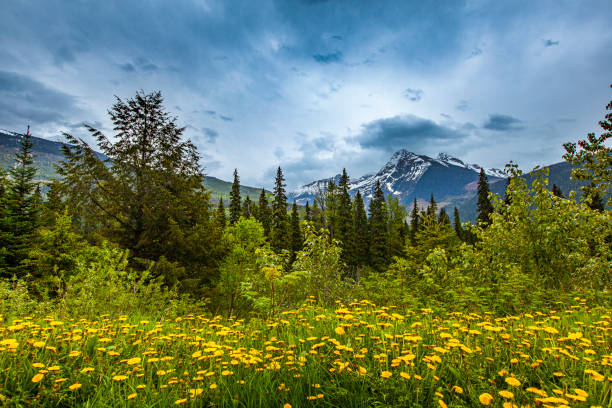 istock Wildflower meadow with stormy sky over distant snowcapped mountains 1398743773