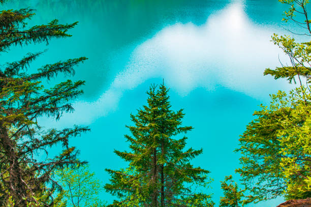 Full frame of bright turquoise blue coloured lake and pine trees