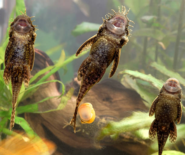 pescado-parade - cleaning fish animal snail fotografías e imágenes de stock