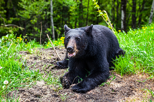 Close up of young wild inquisitive black bear sitting down and eating grass