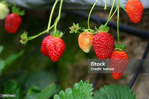 Strawberry - zdjęcia stockowe i więcej obrazów Artykuły spożywcze - Artykuły spożywcze, Azja, Bez ludzi
