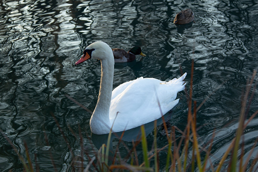 Beautiful of whooper swan on the lake